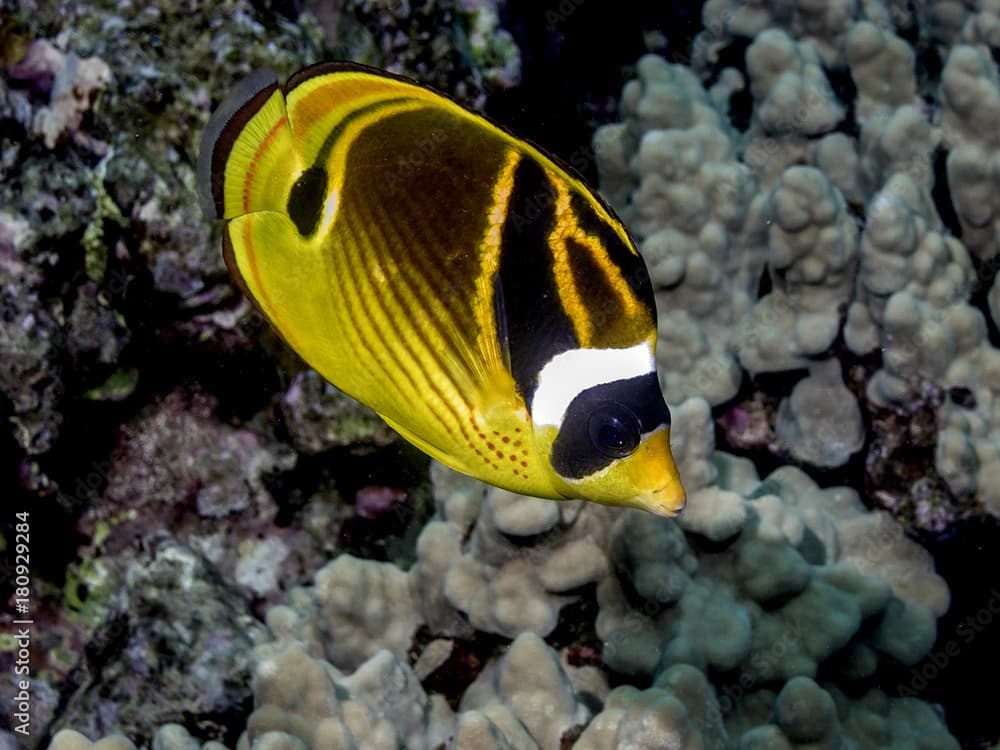 raccoon butterflyfish,Chaetodon lunula,