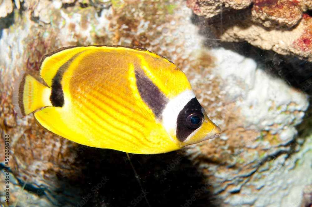 Raccoon Butterflyfish (Chaetodon lunula)