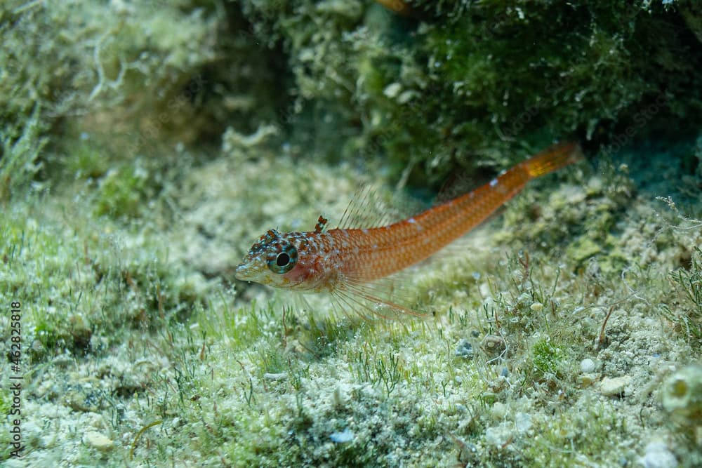 Zwergspitz Kopf Schleimfisch