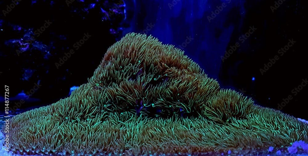 Green star polyp colony coral