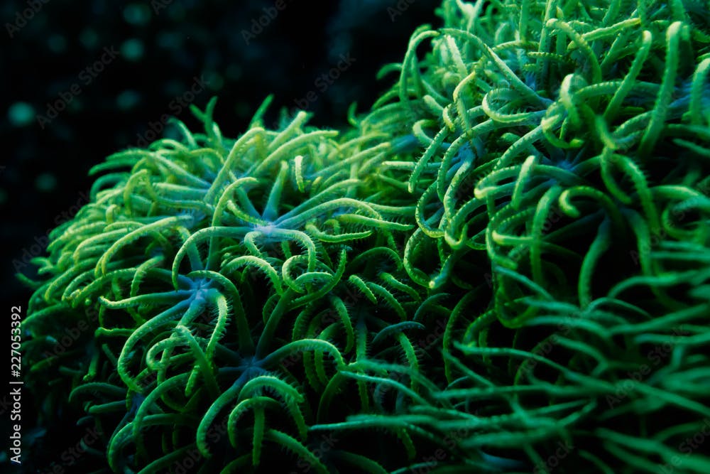 blur green star polyps corals at night