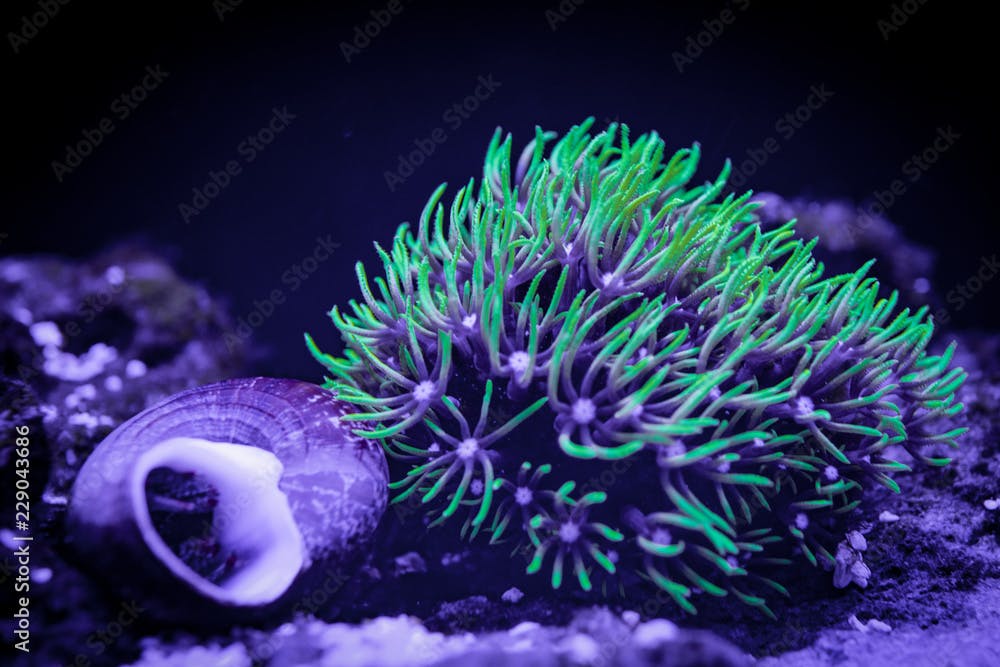 Green Star Polyp (GSP) Coral