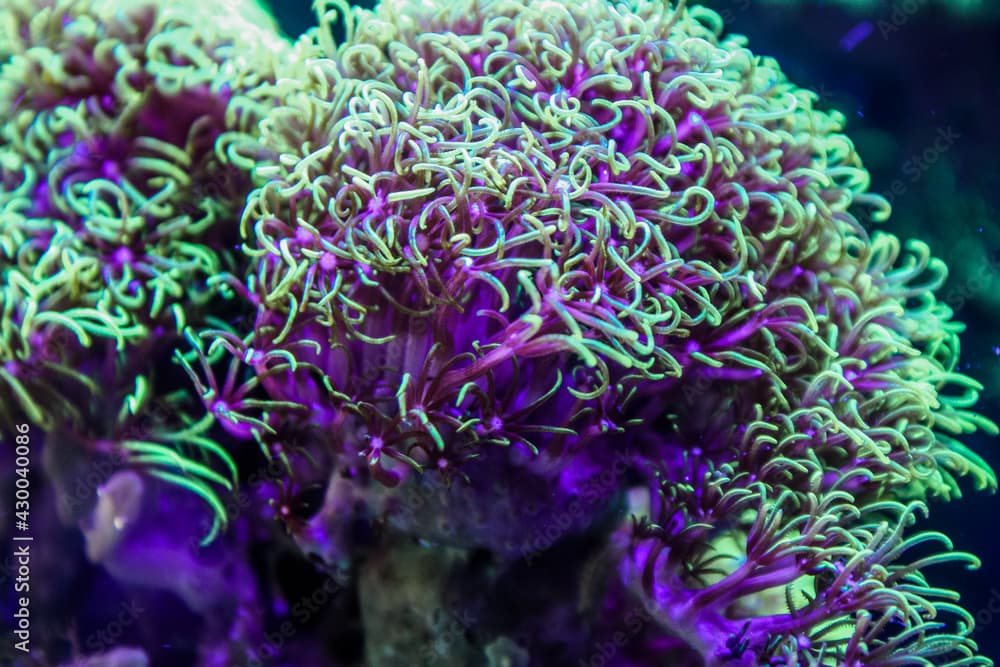 Green star polyps in our aquarium