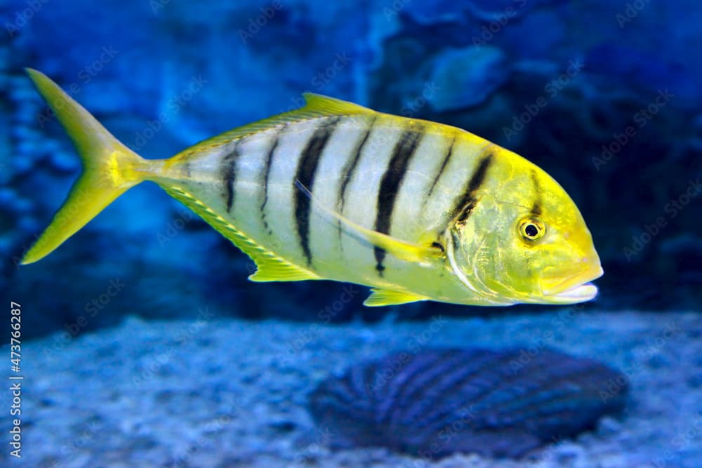 Golden trevally Gnathanodon speciosus, or golden kingfish.