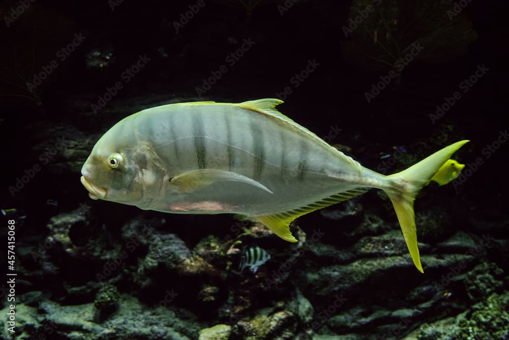 Golden Trevally fish swims on the bottom of the sea