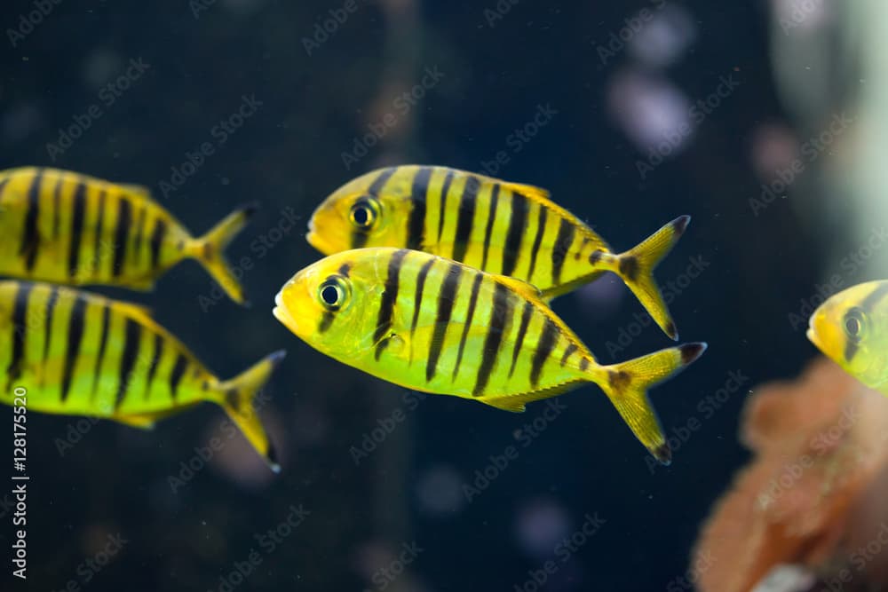 Golden trevally (Gnathanodon speciosus).