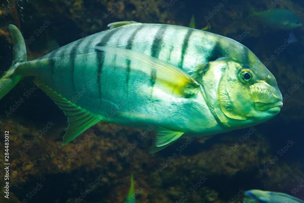 Golden trevally (Gnathanodon speciosus), also known as the golden kingfish, banded trevally and king trevally in their habitat