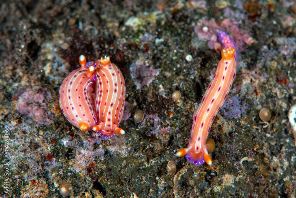 Nudibranchs - sea slugs - Hypselodoris cf. maculosa mating. Underwater macro life of Tulamben, Bali, Indonesia.