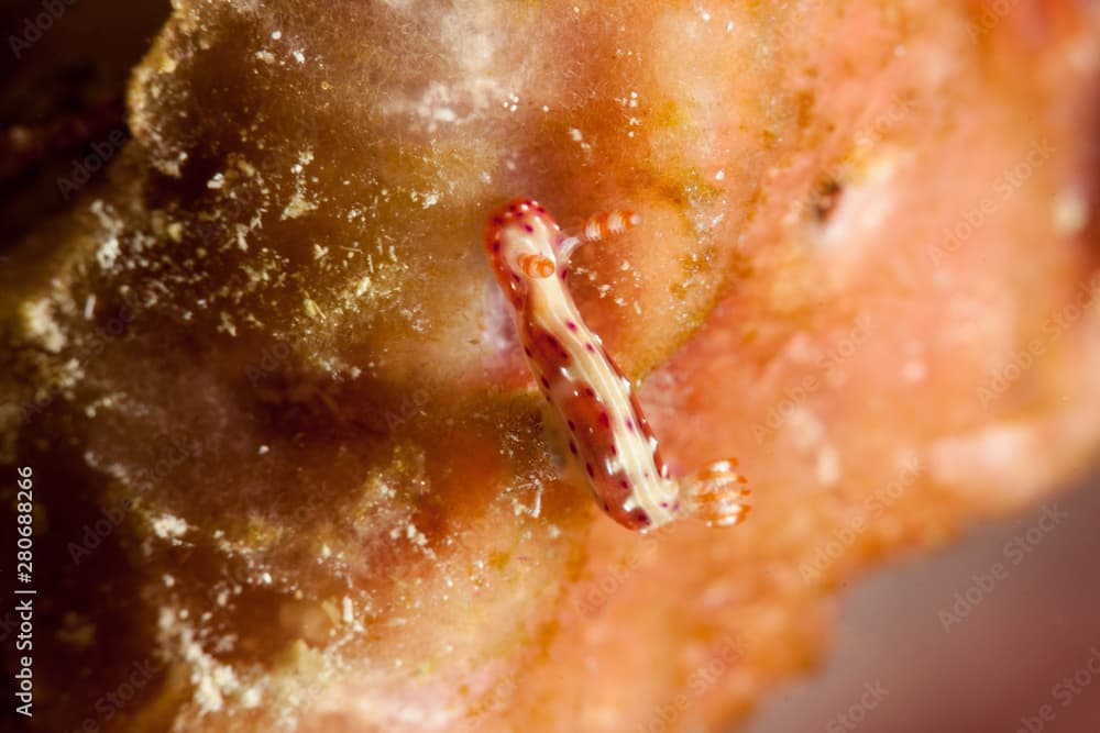 Hypselodoris maculosa