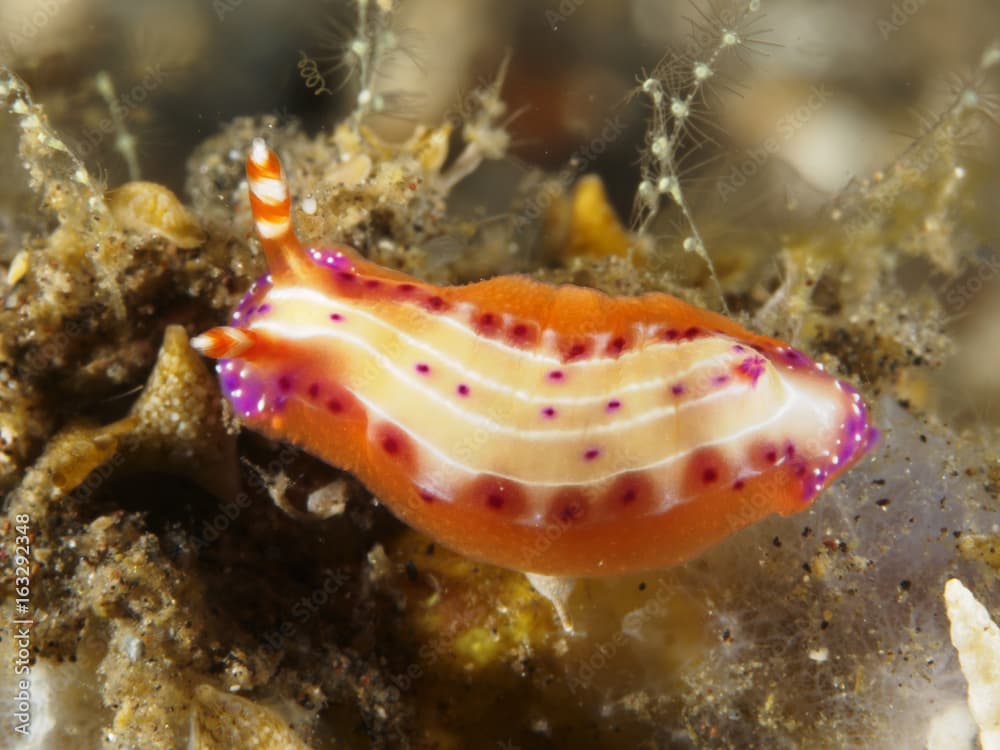 Nudibranch Hypselodoris maculosa