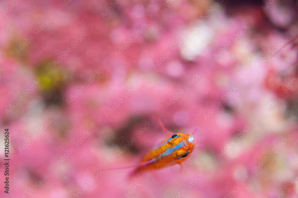 Blue-striped cave goby