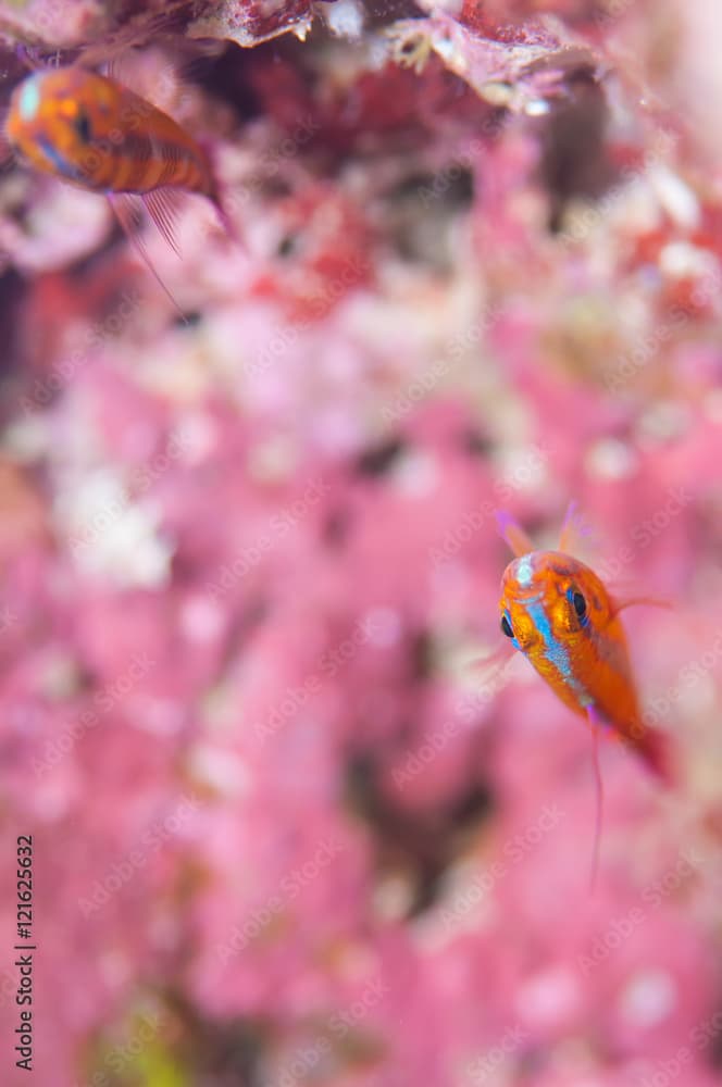 Blue-striped cave goby