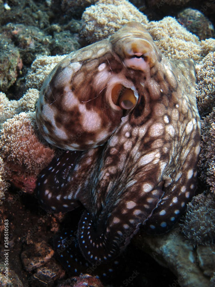 Incredible Underwater World - Octopus cyanea - Day octopus (blue octopus). Diving and underwater photography. Tulamben, Bali, Indonesia.