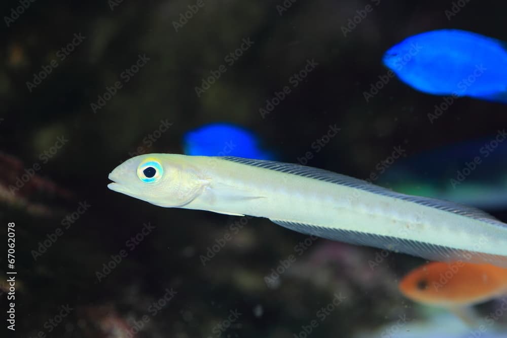 Flagtail or Blanquillo or Quakerfish (Malacanthus brevirostris) 