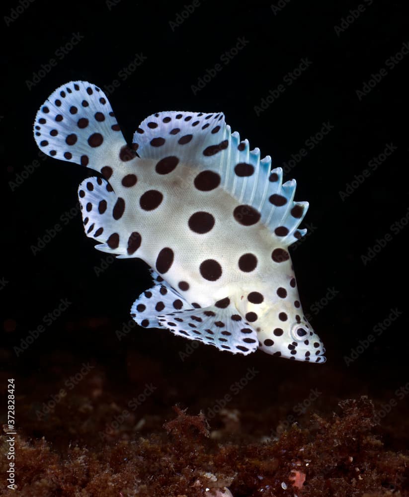 Barramundi - Humpback Grouper - Cromileptes altivelis. Underwater life of Tulamben, Bali, Indonesia.