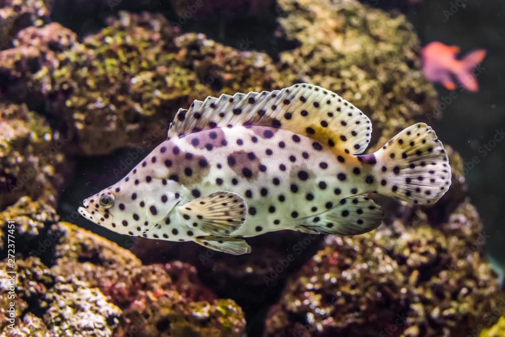 closeup of a panther grouper, white with black spotter tropical fish, exotic pet from the indo-pacific ocean