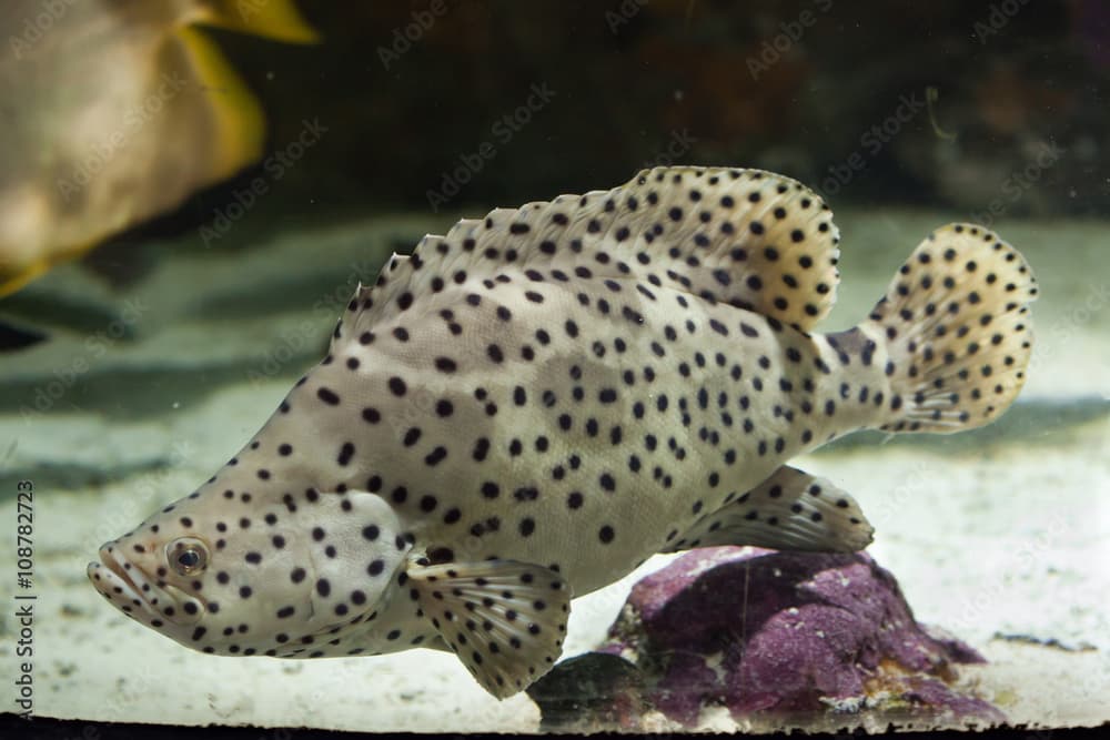 Humpback grouper (Cromileptes altivelis).