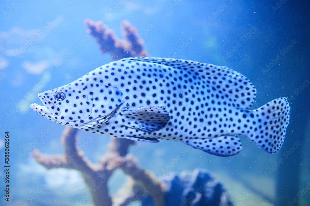 A spotted leopard fish Cromileptes altivelis swims in blue water at aquarium. Underwater image