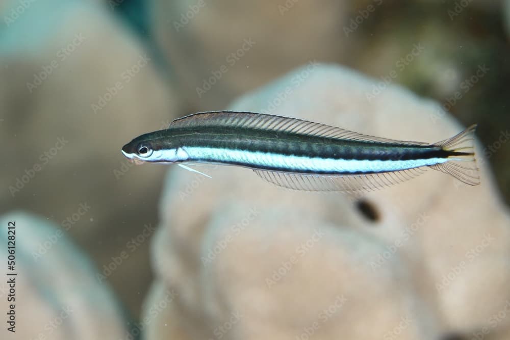 Hit And Run Blenny on a reef in the Red Sea egypt