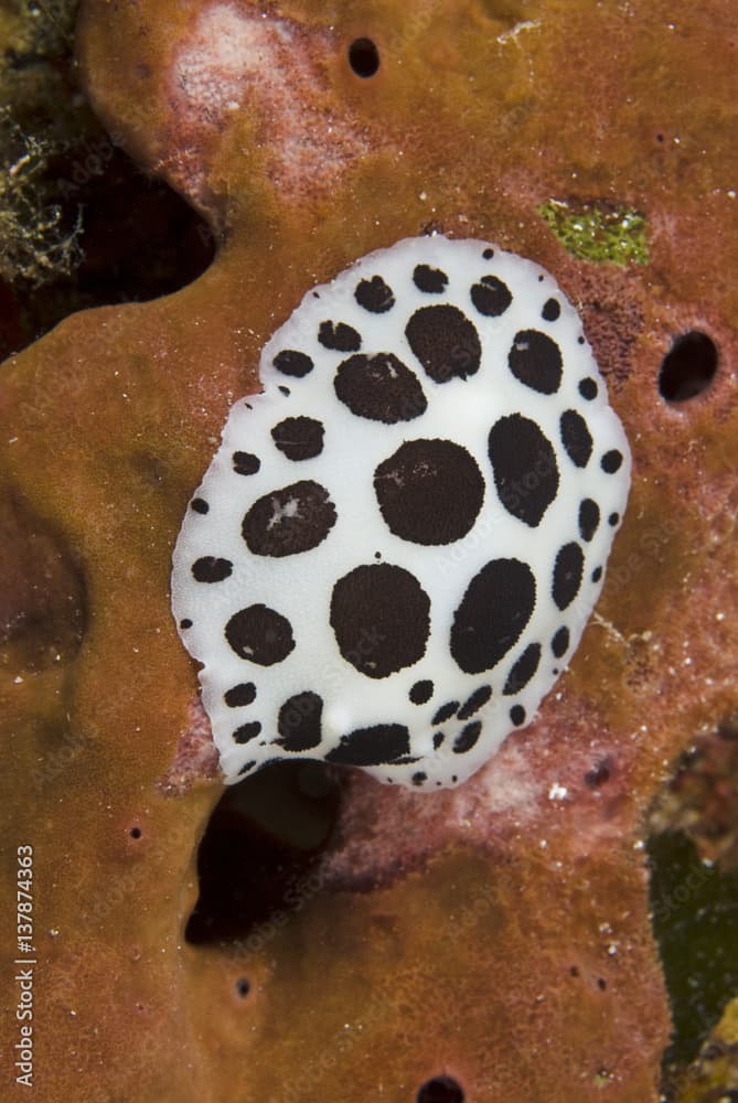 Nudibranch / Sea slug (Discodoris / Peltodoris atromaculata) feeding on a sponge (Petrosia ficiformis) Cala di Grecu, Lavezzi Islands, Corsica, France, September 2008