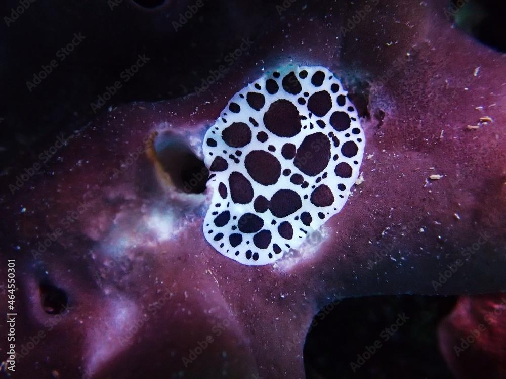 Black and white dotted sea slug (Peltodoris atromaculata) feeding on purple stony sponge (Petrosia ficiformis)