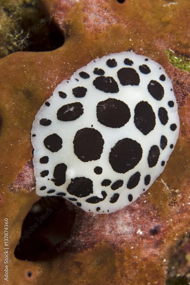 Nudibranch / Sea slug (Discodoris / Peltodoris atromaculata) feeding on a sponge (Petrosia ficiformis) Cala di Grecu, Lavezzi Islands, Corsica, France, September 2008