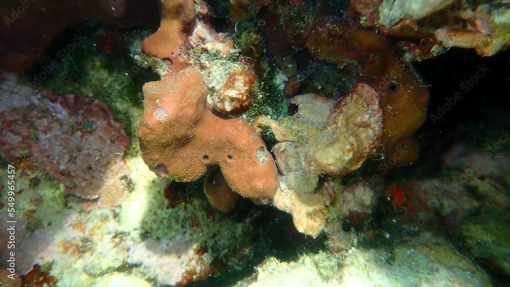 Stony sponge (Petrosia ficiformis) undersea, Aegean Sea, Greece, Thasos island