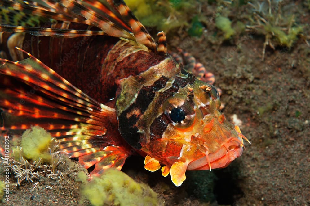 Portrait of a Zebra lionfish (Dendrochirus zebra) in Tulamben, Bali, Indonesia