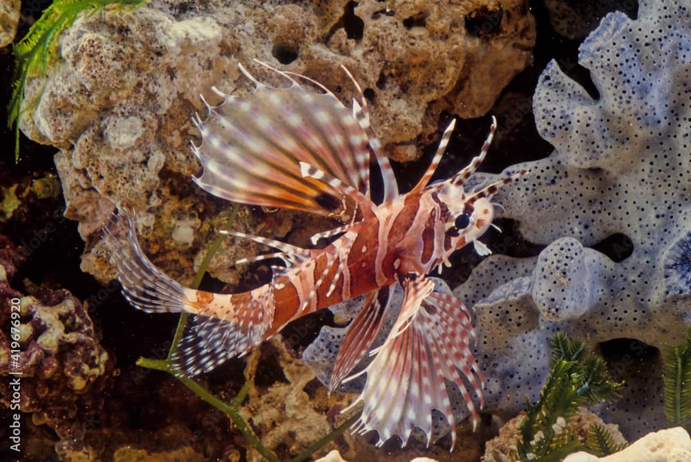 Dendrochirus zebra