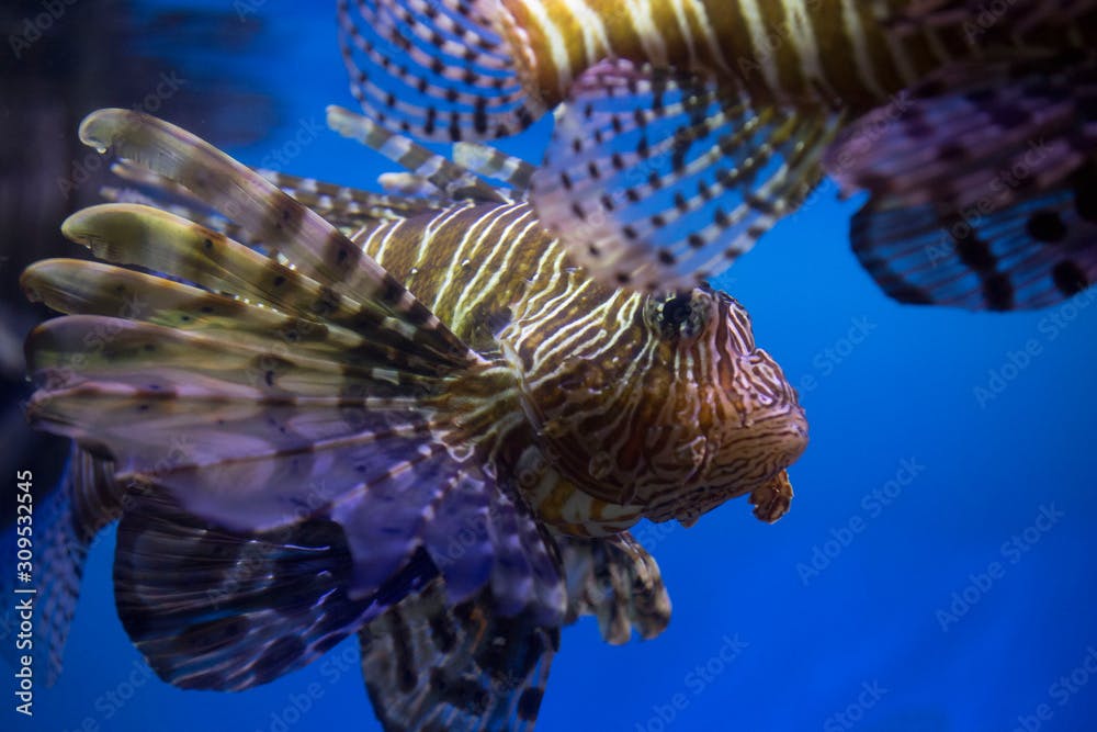 Lionfish (dendrochirus zebra), fish in an aquarium