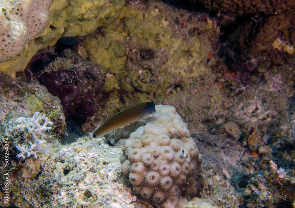 An Aron's Blenny (Ecsenius aroni) in the Red Sea, Egypt