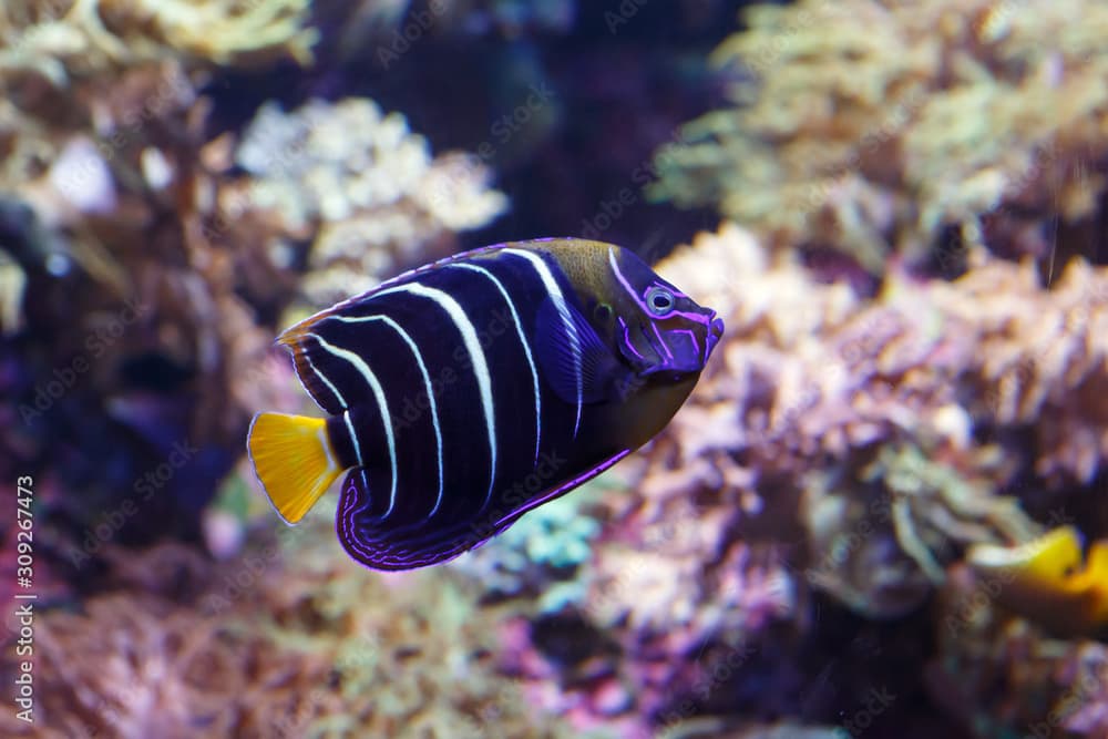 Goldtail angelfish (Pomacanthus chrysurus) close-up. Exotic sea fish.