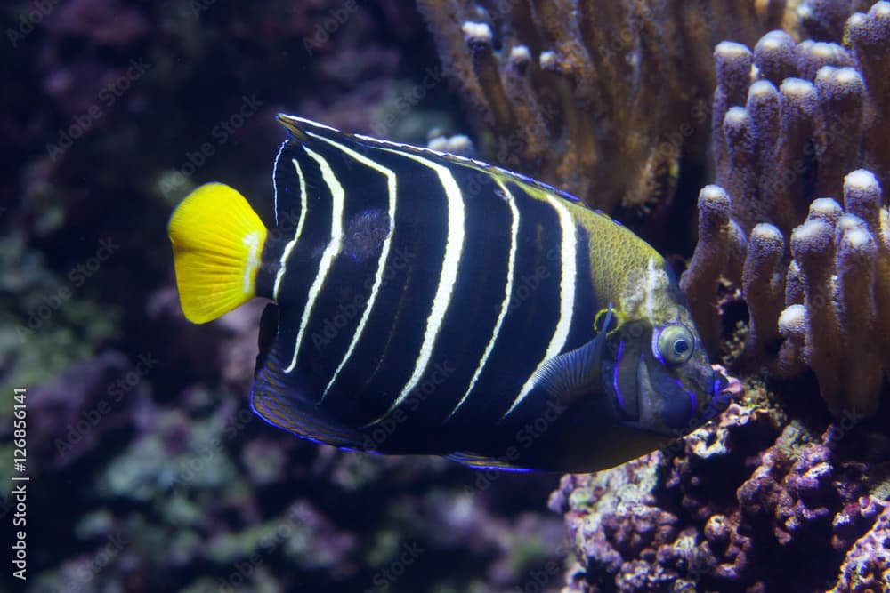 Goldtail angelfish (Pomacanthus chrysurus).