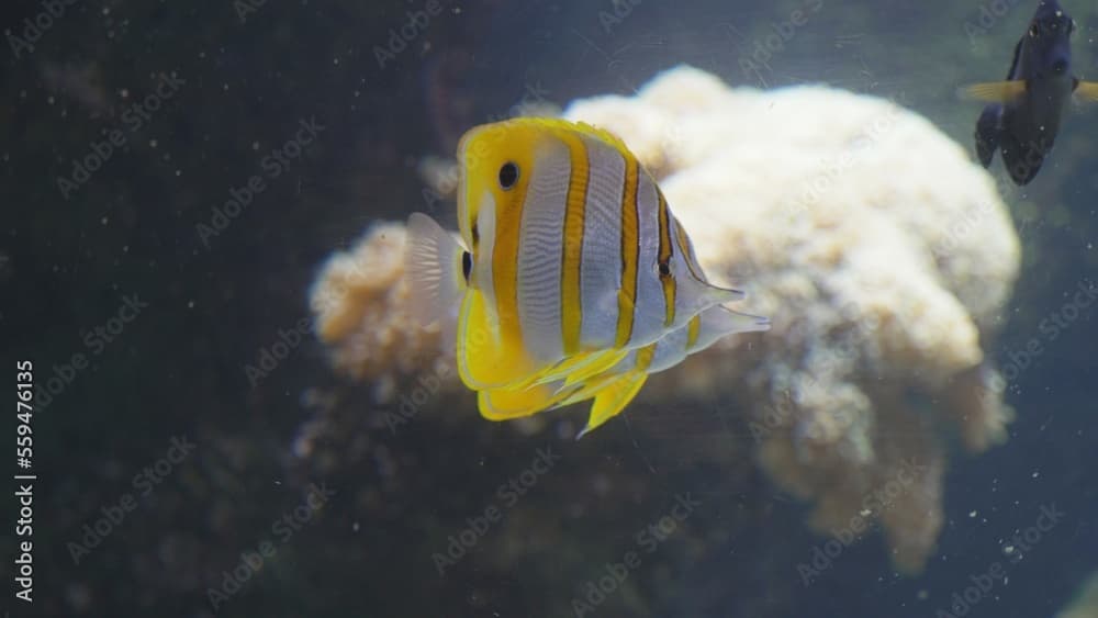 Cooperband butterflyfish (Chelmon rostratus) pair swim together among other fish