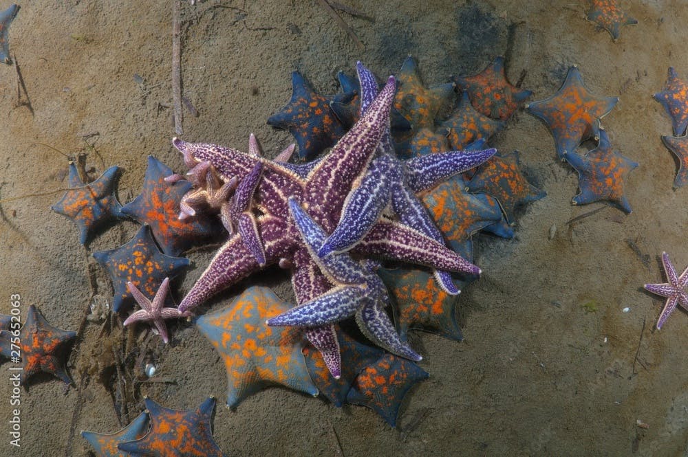 Many Northern Pacific Seastars or Japanese Common Starfish (Asterias amurensis), Sea of Japan, Primorsky Krai, Russian Federation
