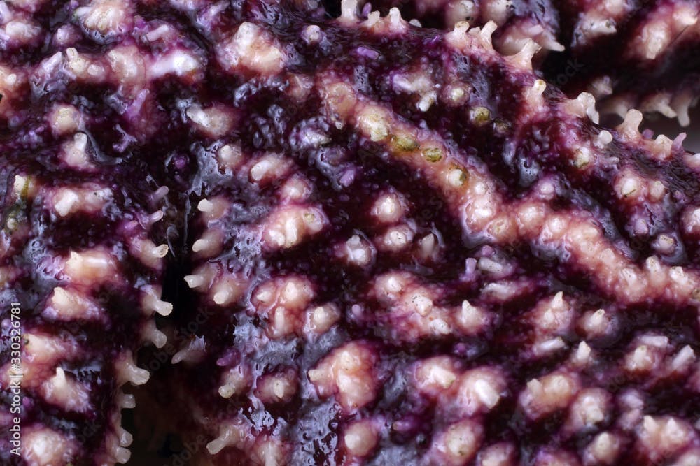 Asterias amurensis. Starfish background. Macro