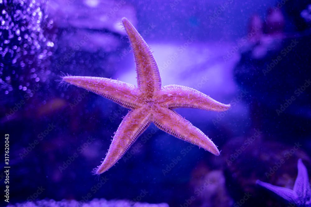 Amur starfish on the glass of the aquarium. Asterias amurensis moves the ambulacral legs.