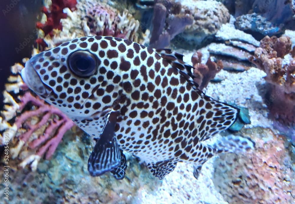 Closeup of a black spotted grouper inside a fish tank