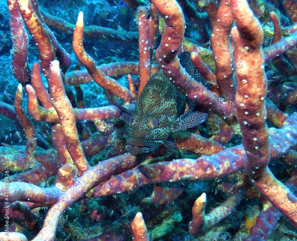 Graysby Grouper Hiding in Sponge Colony