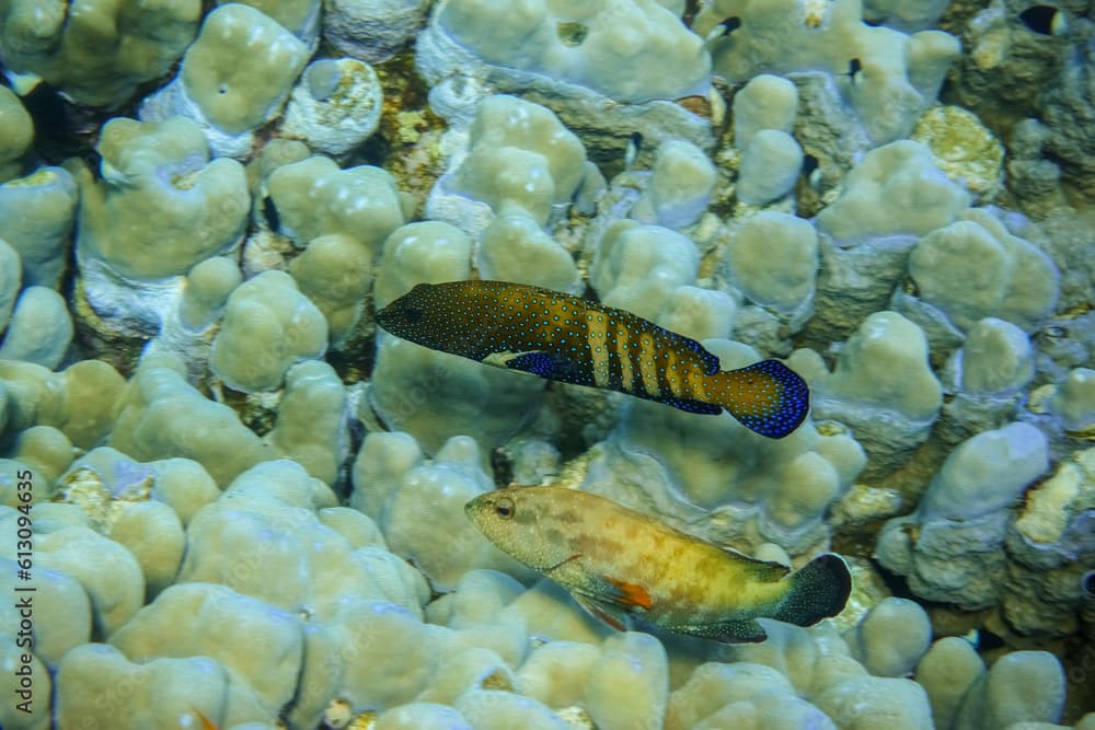 two blue spotted grouper swimming near large corals in the red sea of egypt