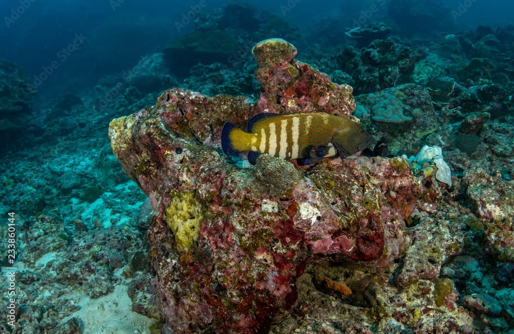 Six spot grouper, Cephalopholis sexmaculata