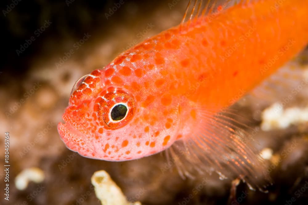 okinawa pygmygoby goby