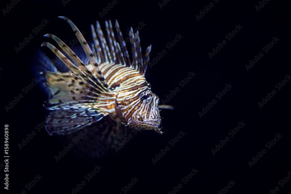 Pterois lunulata(крылатка-зебра) 