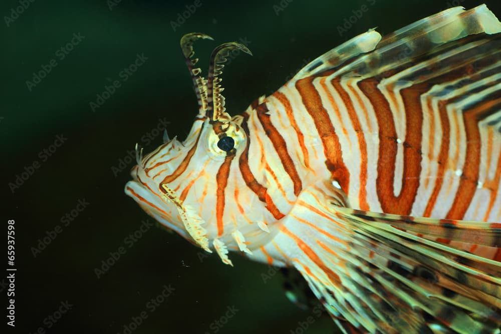 Luna lionfish (Pterois lunulata) in Japan