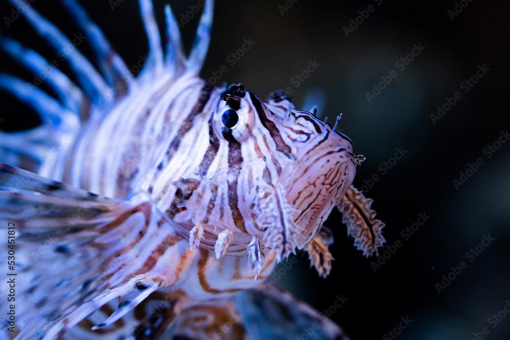 ハナミノカサゴ　カサゴ　水族館　魚