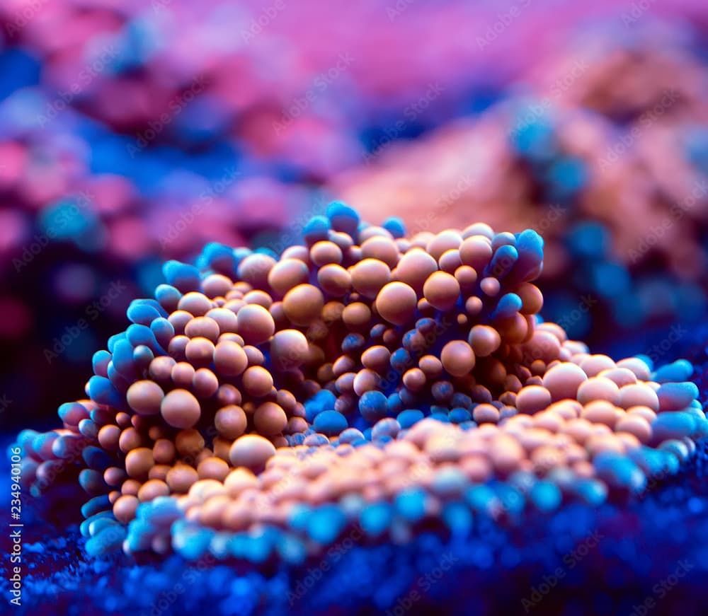 Anemones. Corals in a marine aquarium.