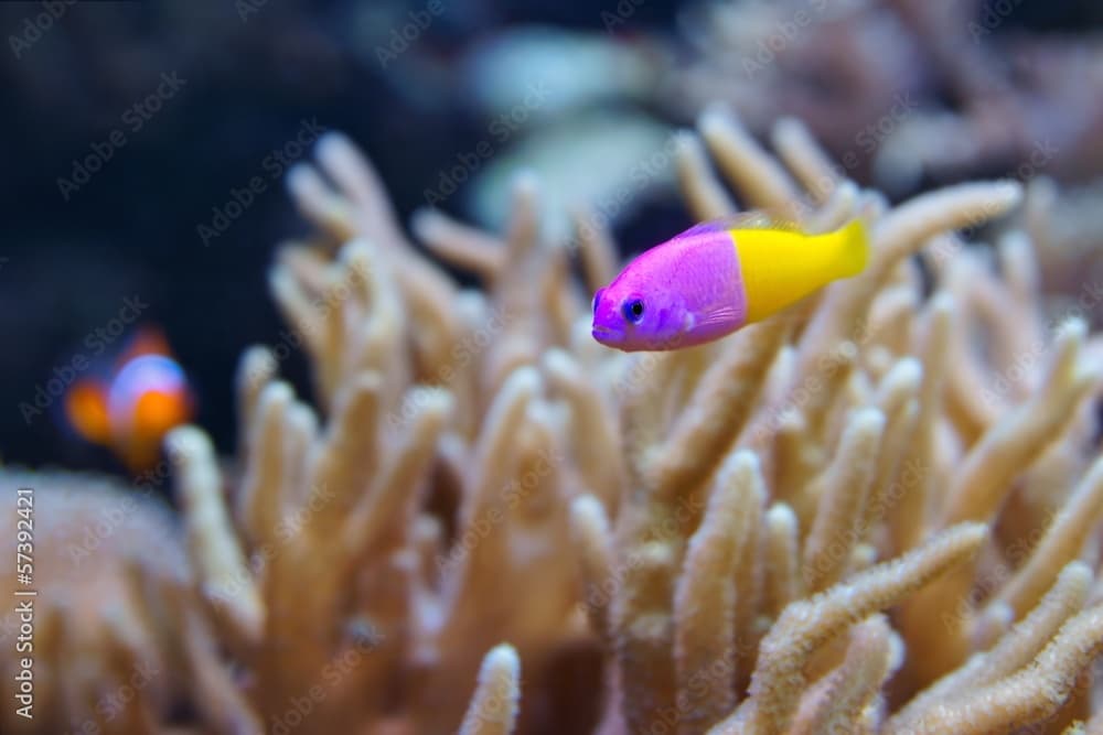 Bicolor Dottyback (Pictichromis paccagnella)