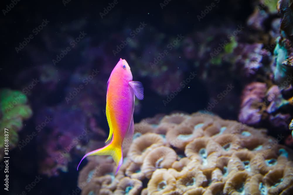 Pink and yellow Royal dottyback fish in the Lisbon Oceanarium