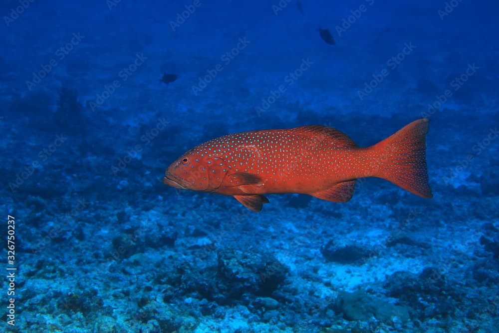 Roving coralgrouper fish