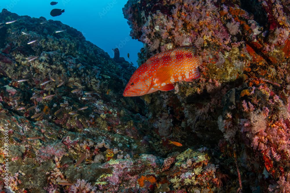 Coral Grouper, Plectropomus pessuliferus